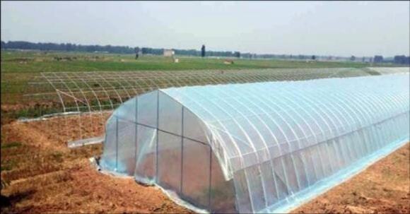 溫室大棚薄膜選擇指南 從材質到性能的全方位解析